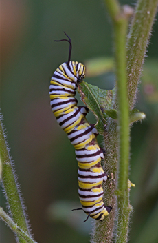 Monarch caterpillar